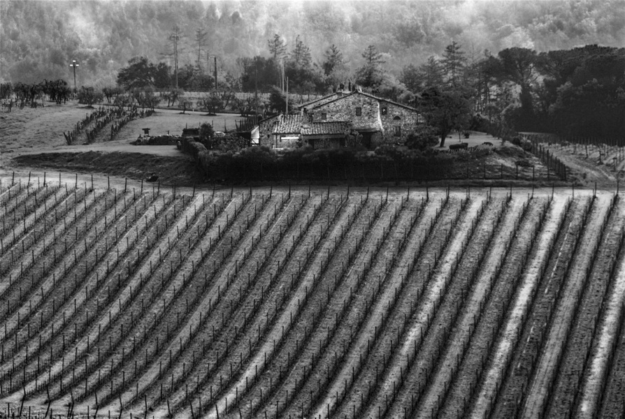 Chianti Vineyard #55